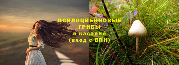 прущие грибы Аркадак