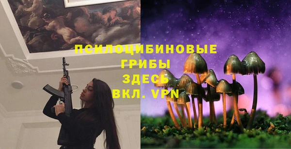 прущие грибы Аркадак